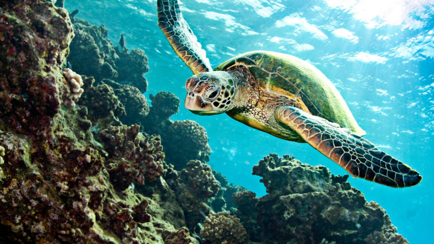 Tortue verte nageant dans une eau claire